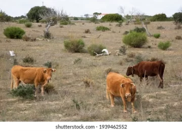 Cattle succumbing to Theileriosis in Sipambi area under Chief Charumbira. BY MICHELLE NDENDA
