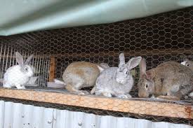 Rabbit rearing youths call for government support. BY REGIS CHINGAWO