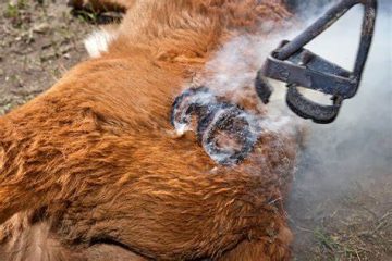 Communal farmers in Gutu embark on cattle branding.