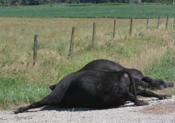 Villagers` life under threat due to suspected water poisoning.