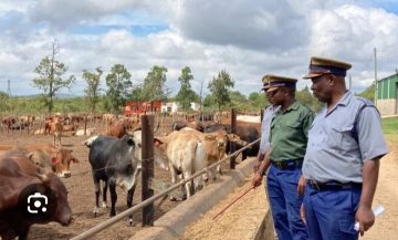 Sleepless nights for police as cattle rustling cases escalate.