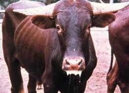 Masvingo beef industry under fire in Masvingo as illegal slaughtering sparks health and security fears.