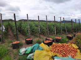 Gororo Irrigation Scheme sets new benchmark for climate-smart rural agribusiness