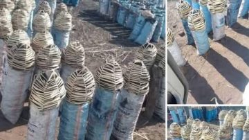 20 Tonnes of Charcoal Confiscated in Masvingo Illegal Trade Blitz